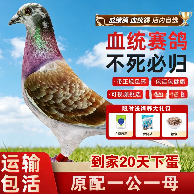鸽子信鸽赛鸽种鸽纯血种鸽一对成绩鸽小鸽子幼鸽詹森红狐血系包邮