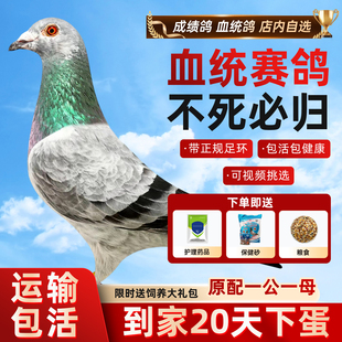 鸽子活一对观赏鸽信鸽赛鸽鸽子小鸽活物幼鸽活体原配种鸽血统