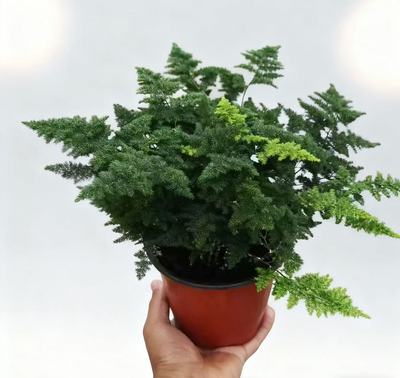 现货基地直发唐山绿园花卉云竹唐山文竹矮生文竹文竹球大棵型原盆