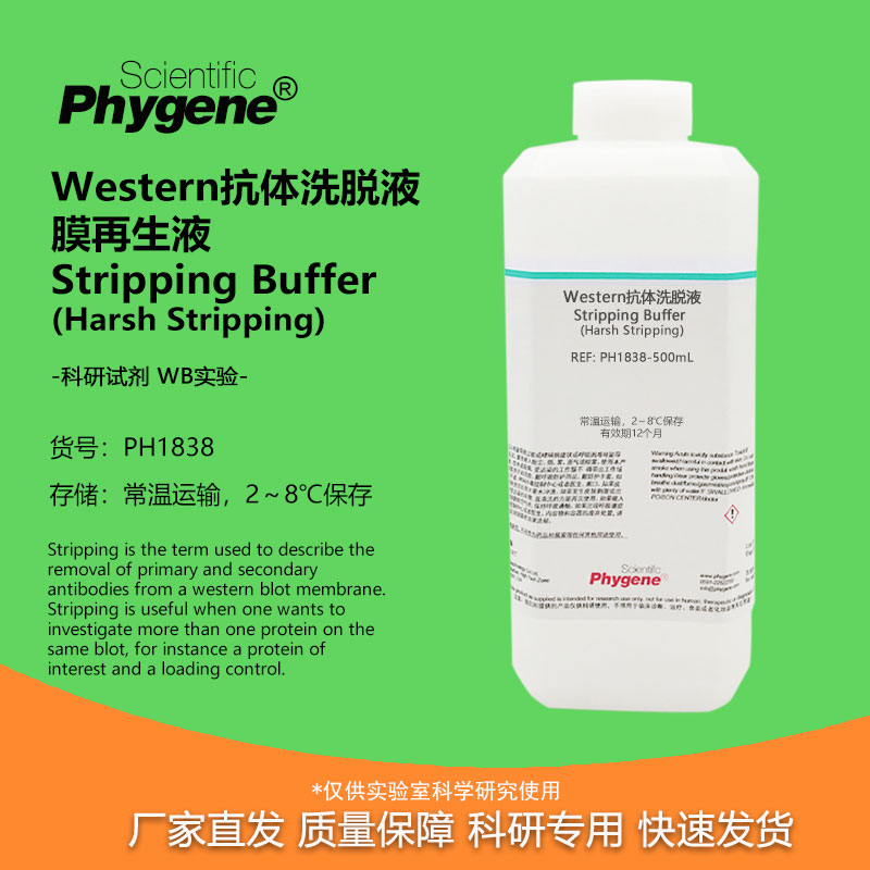 Western抗体洗脱液 膜再生液 Harsh Stripping 抗体剥离去除液