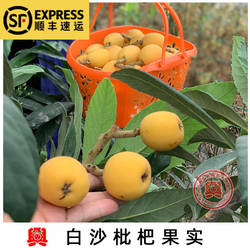 嫁接白沙枇杷苗白荔枝枇杷苗绿化苗木植物庭院盆栽南方枇杷嫁接苗