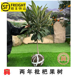 两/2年嫁接白沙白荔枝枇杷小苗绿化苗木别墅庭院绿植