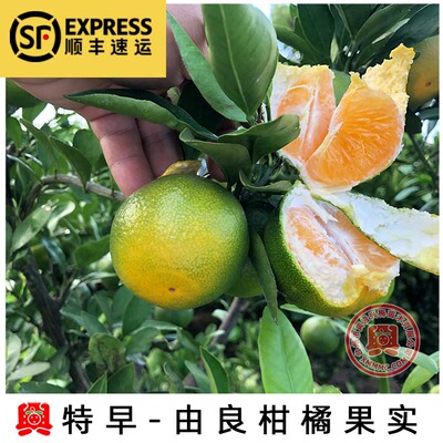 特早果树苗蜜桔早熟蜜桔