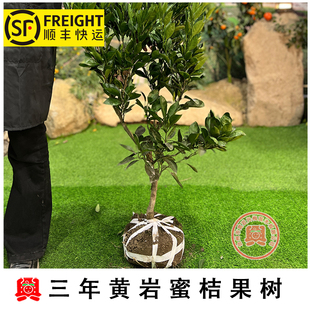 3年生嫁接移植苗正宗黄岩蜜橘涌泉蜜桔宫川 移植苗