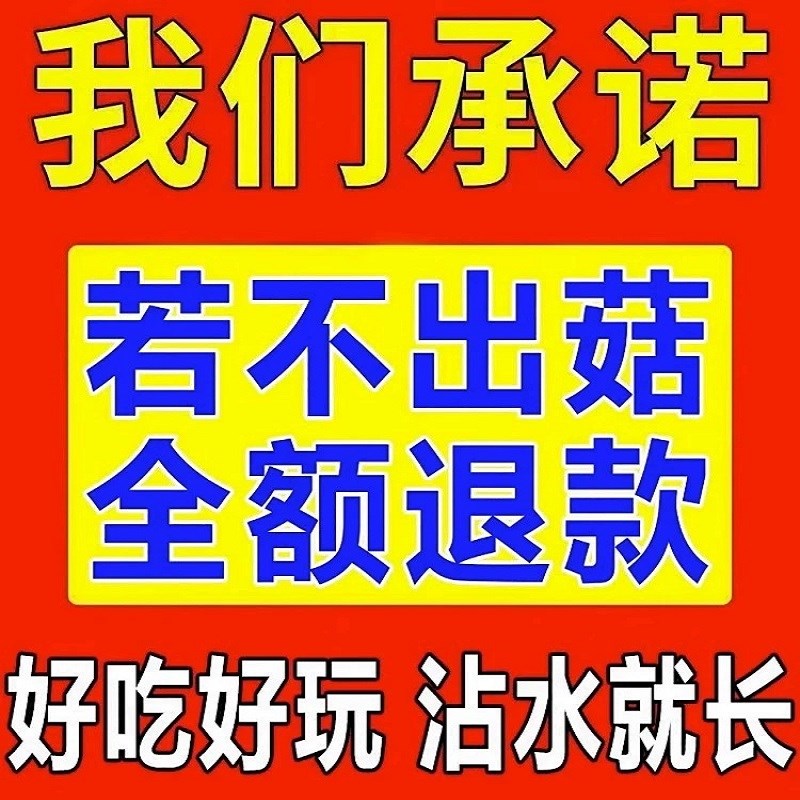 速发双孢菇蘑菇种植包可食用菌包菌棒台庭院盆栽家庭种植趣味植菌