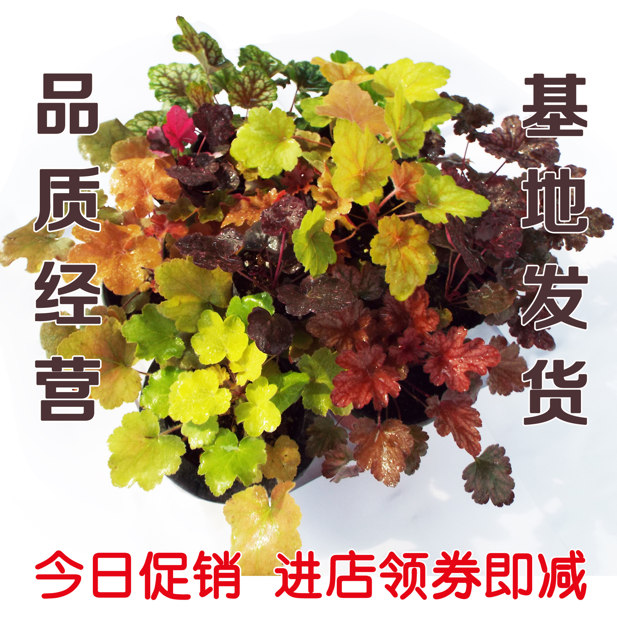 矾根|矾根绿植 四季彩叶 耐寒绿植 观叶植物 四季变色 32穴苗