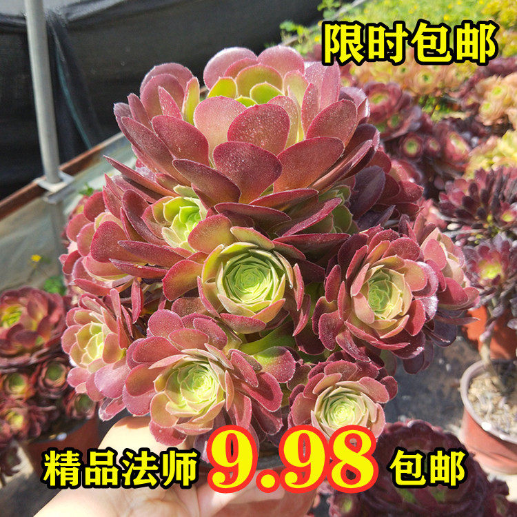 多肉小球玫瑰怎么扦插方法 小蔡之家