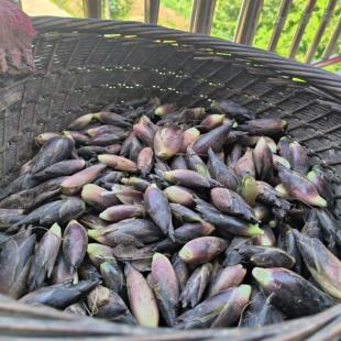 26年新鲜野生阳荷姜农家野姜洋火姜洋荷姜洋河阳藿山姜野老姜茗荷