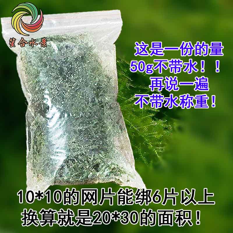 散装大三角莫斯树水草植物懒人真草前景鱼缸莫丝淡水造景前景新手