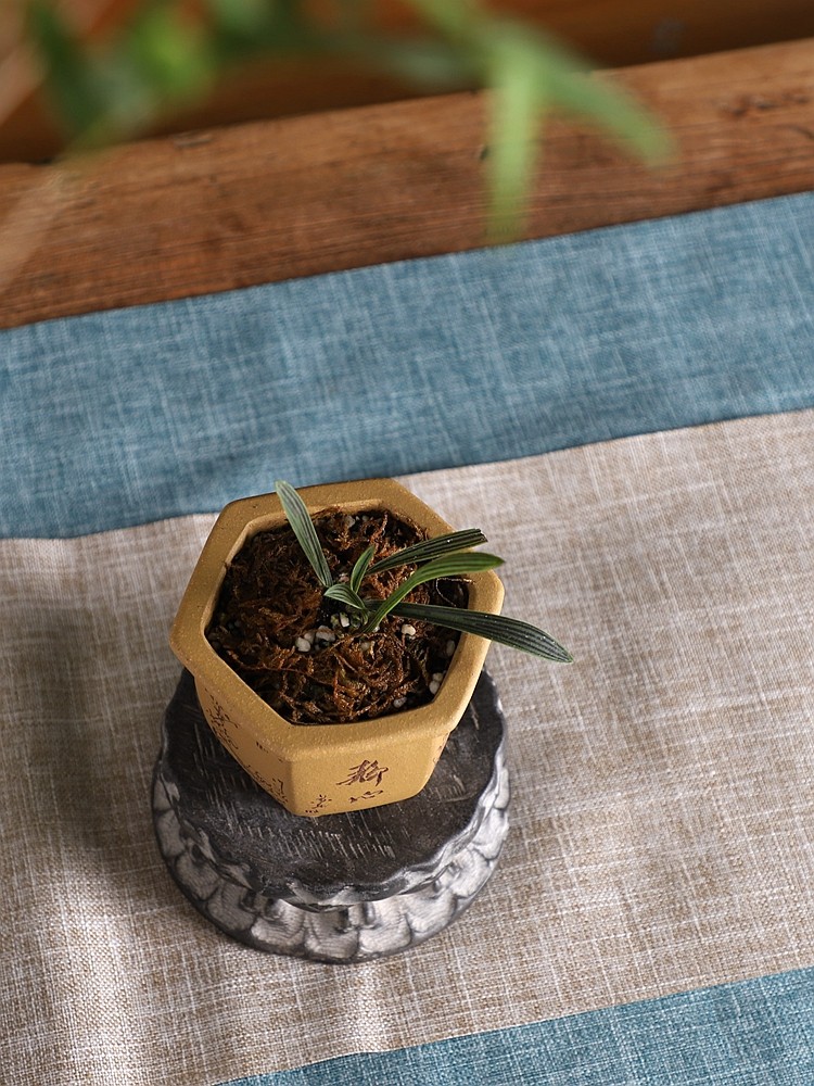 精品紫砂小花盆 段泥手工刻绘 苏兵制作 六方盆 微型盆景盆