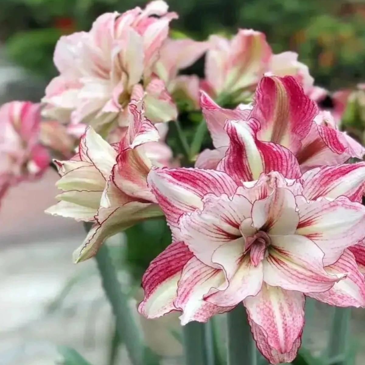 重瓣朱顶红安吉拉蒂卡梦露四季开花室内外阳台庭院盆栽花卉植物