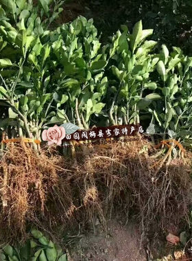 满十条包邮梅州柚子苗红肉红心