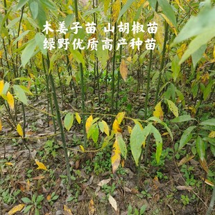 包邮 木姜子苗优质高产山胡椒苗山仓子苗现挖现卖量大价优长期有货