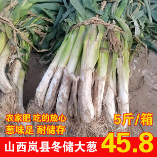 山西大葱新鲜5斤秋储菜过冬岚县特产农家种植北方干大葱整箱包箱