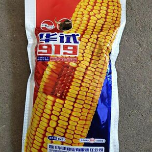 华试919牛脑壳玉米种子鸡饲料玉米种子抗倒 棒大满尖轴红马齿型