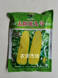 基地专用太阳花9号泰系黄甜玉米种子高产大棒鲜食玉米口感好400克