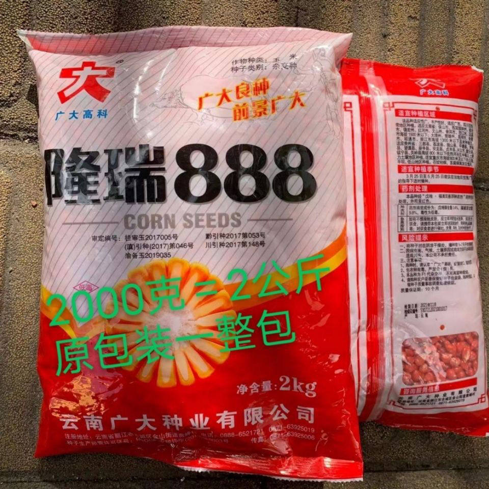 隆瑞888 饲料玉米种子 杂交品种 轴白 黄籽半硬粒高产抗病耐旱1kg