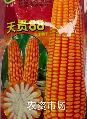 广西中苗天贵88玉米种子 穗轴白色 抗倒伏抗病 高产1kg