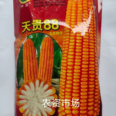 广西中苗天贵88玉米种子 穗轴白色 抗倒伏抗病 高产1kg
