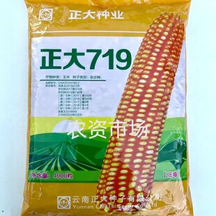 正大719杂交玉米种子玉米高产品种抗倒伏抗病白轴黄包谷种黄玉米