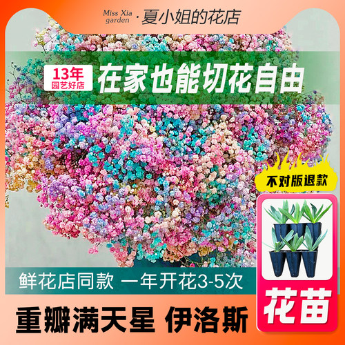 花苗植物盆栽切花满天星苗阳台