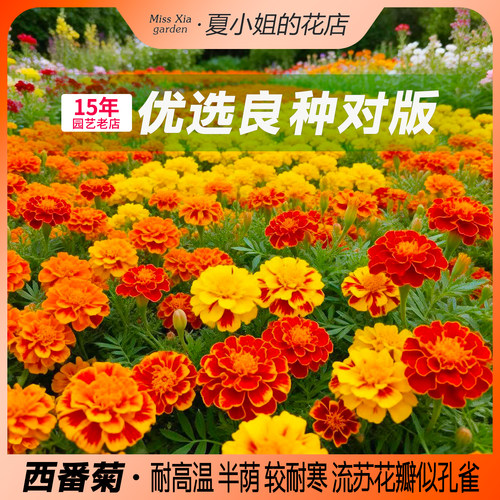 夏小姐的花店*孔雀草耐晒热耐旱寒阳台易活盆栽庭院花卉花籽种子