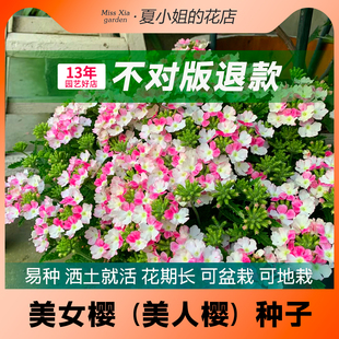 夏小姐的花店*美女樱多年生耐热耐旱耐寒阳台易种活盆栽花籽种子