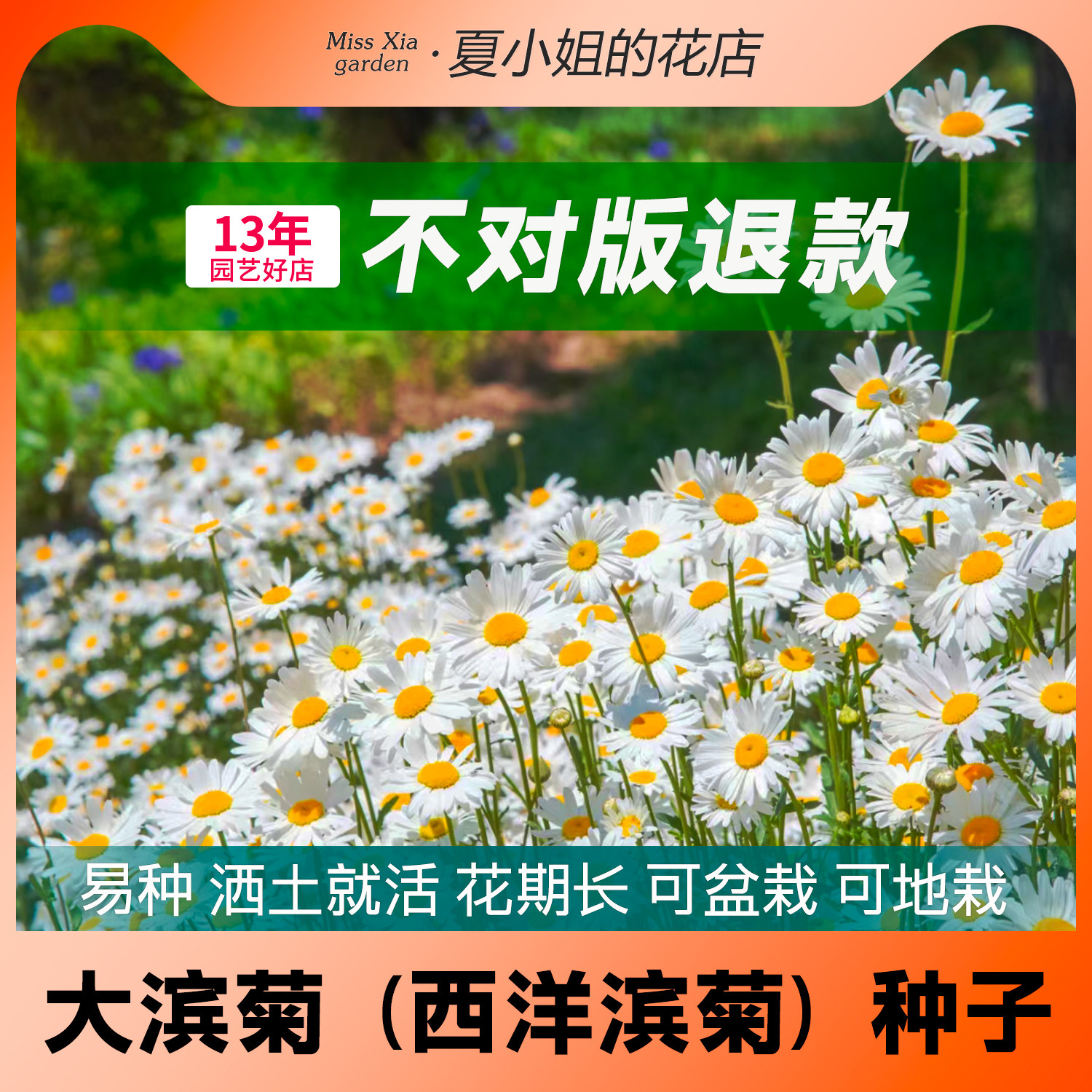 夏小姐的花店*大滨菊耐晒耐热耐寒阳台易活盆栽新手芳香花籽种子