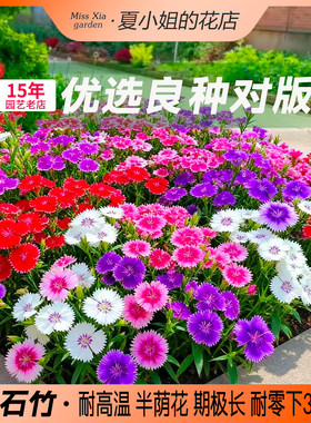 夏小姐的花店*石竹多年生耐晒耐热耐旱耐寒花园盆花卉栽植物种子