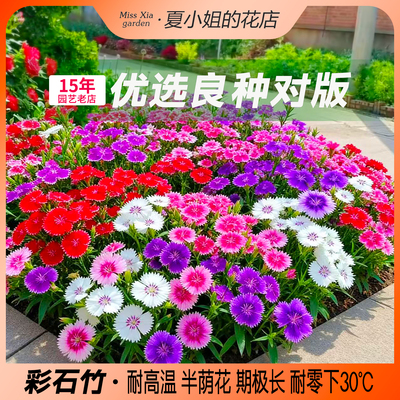 夏小姐的花店*石竹多年生耐晒耐热耐旱耐寒花园盆花卉栽植物种子