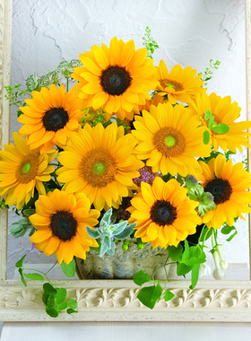 日本Sakata*文森特F1*切花向日葵花园阳台室内绿植花卉盆栽花种子