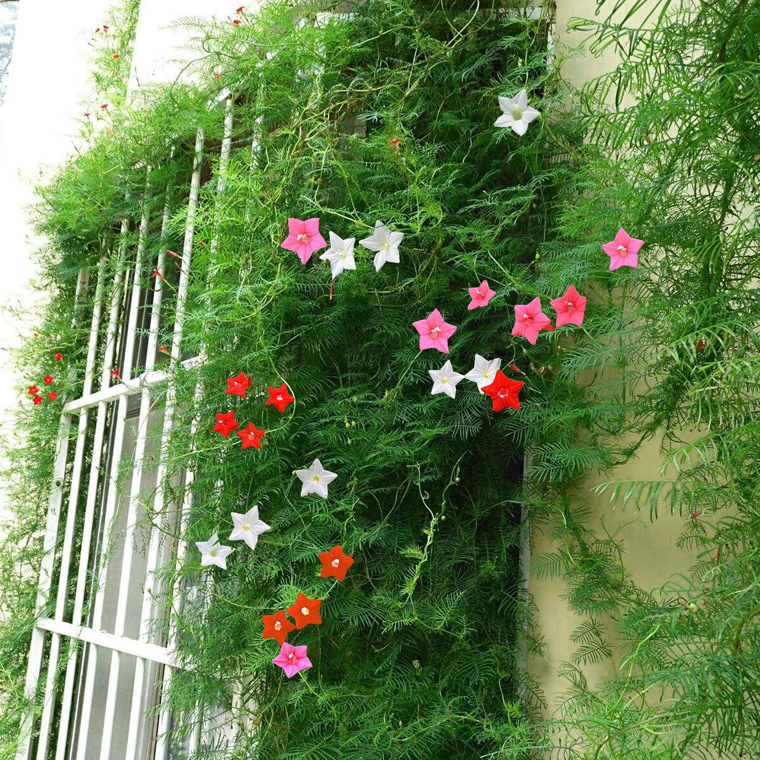 耐热羽叶茑萝遮阳攀爬藤蔓植物室内阳台围墙栅栏易活花种子花籽