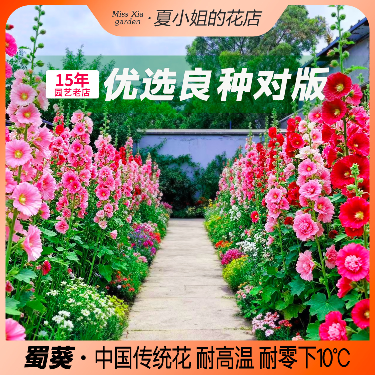 夏小姐的花店*蜀葵多年生耐晒热旱阳台易种盆栽庭院花卉花籽种子