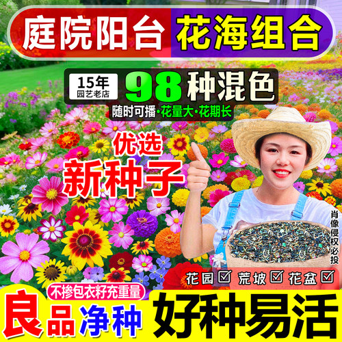 夏小姐的花店*耐寒耐热庭院太阳花种子满天星格桑花百日草易种活