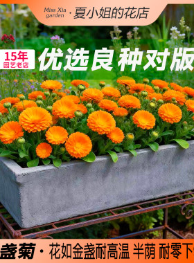 夏小姐的花店*金盏菊花易种易活阳台室内花园盆地栽植物花种子