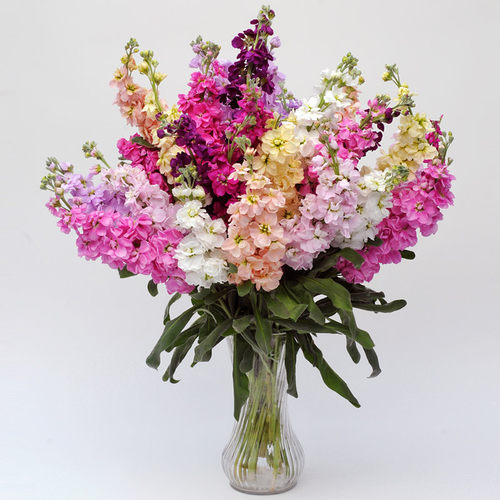 紫罗兰花种价格 紫罗兰花种图片 星期三