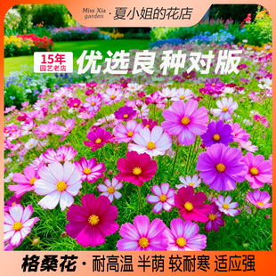 夏小姐的花店*波斯菊格桑花耐晒耐热耐干旱阳台易种活盆栽花种子