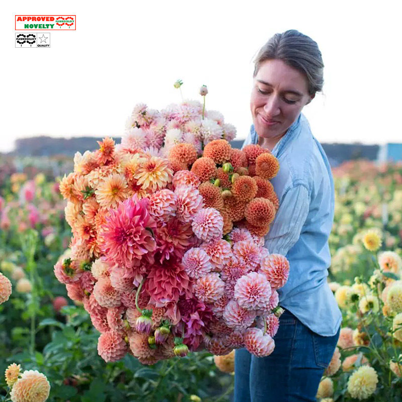 泛美*费加罗*大丽花进口花种子多年生花卉盆栽室内四季种易活植物