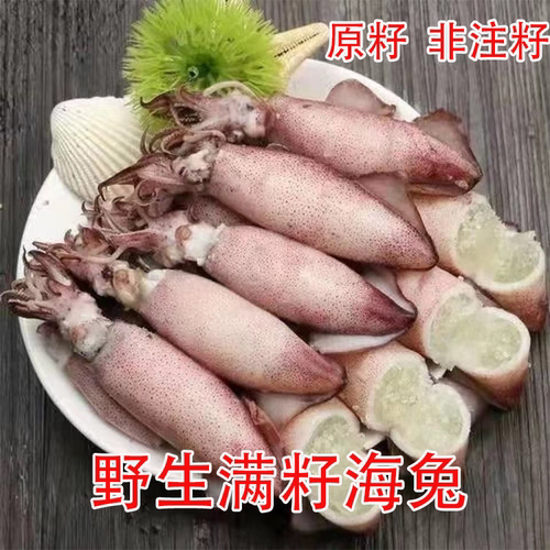 原籽海兔非注籽鲜活熟冻