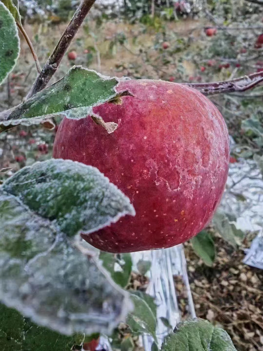 丑苹果大凉山现摘应季水果冰糖心