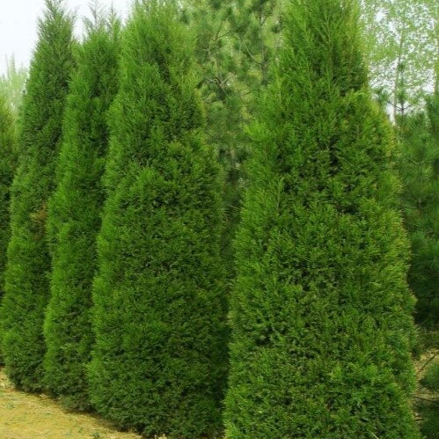 清明绿化清明绿化塔柏松柏树苗