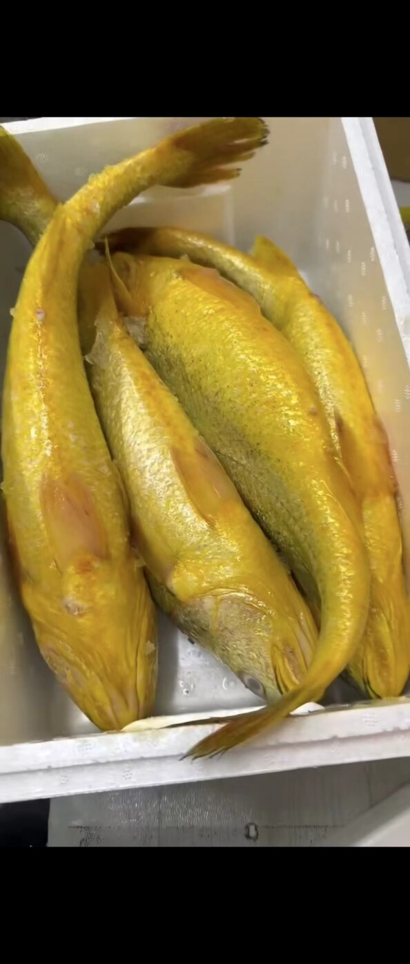 新鲜大黄花鱼 渤海湾黄花鱼一箱10斤