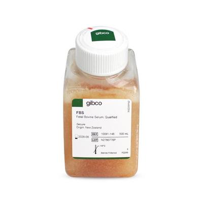 Gibco 10091148 新西兰特级胎牛血清(FBS) 500ml  10091148 正品