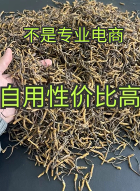 断虫草特价处理野生虫草滋补养生泡酒纯肉节冬虫夏草非西藏那曲