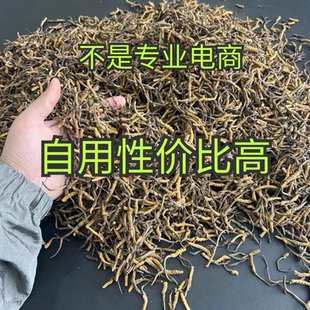 断虫草特价处理野生虫草滋补养生泡酒纯肉节冬虫夏草非西藏那曲
