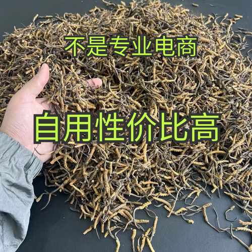 断虫草特价处理野生虫草滋补养生泡酒纯肉节冬虫夏草非西藏那曲