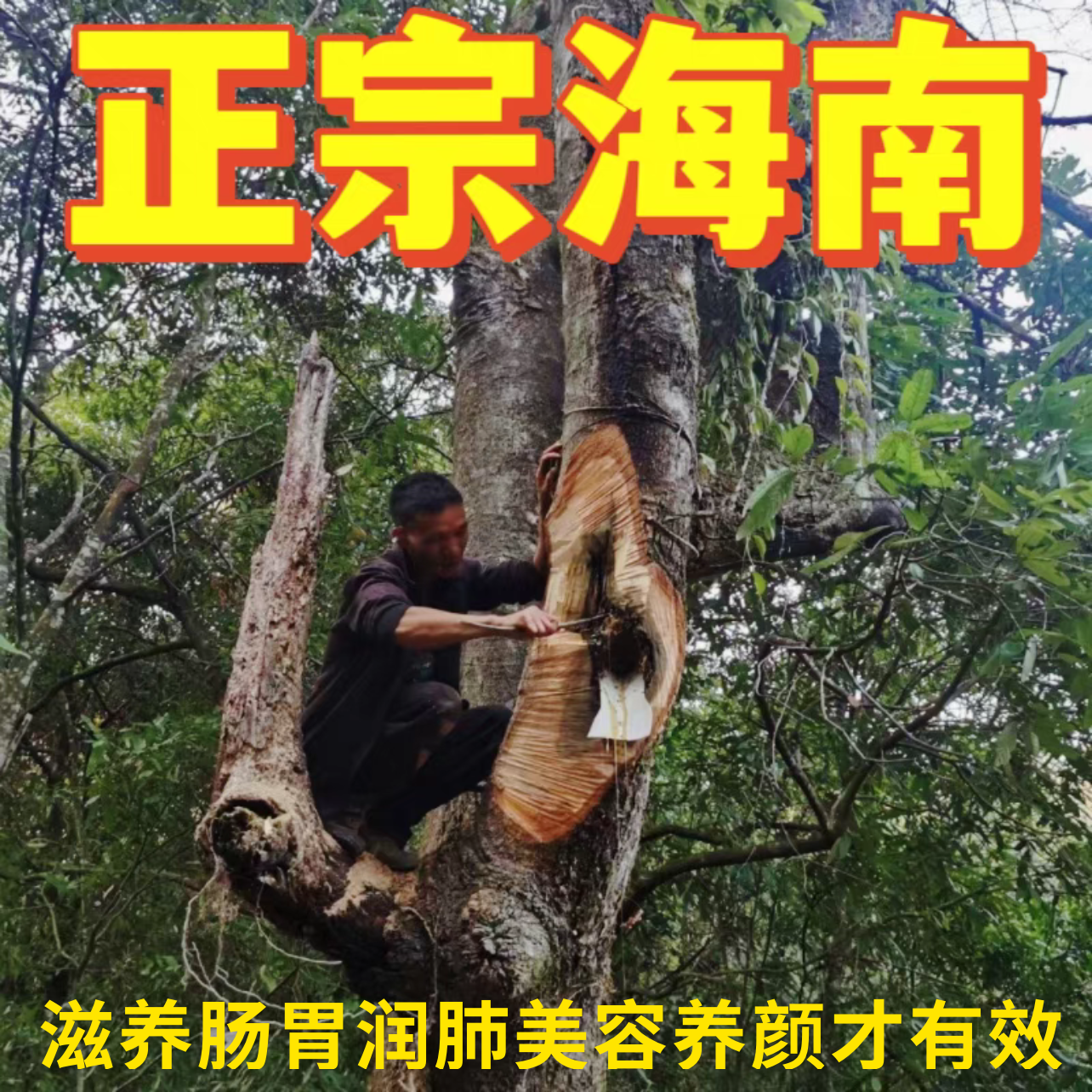 海南野生蚊子蜂酸蜂蜜无刺蜂蚁蜂精品新鲜老少放心食用天然氧肠畏