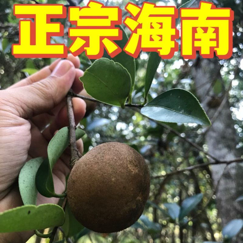 海南野生山柚油山茶油 老树天然压榨正宗孕妇婴儿老人放心用 养畏