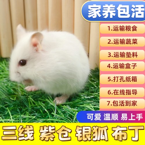 小仓鼠包邮包活三线紫仓银狐布丁奶茶仓鼠宠物金丝熊幼崽一对情侣