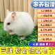 小仓鼠 包活三线紫仓银狐布丁奶茶仓鼠宠物金丝熊幼崽一对情侣 包邮